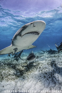 Lemon Sharks on patrol at Tiger Beach - Bahamas by Steven Anderson 